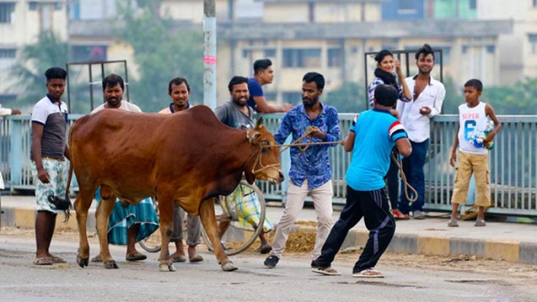 কোরবানি-ঈদের-আগাম-প্রস্তুতি