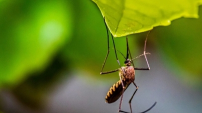 এই নিয়ম মানলে ঘরে মশা থাকবে না