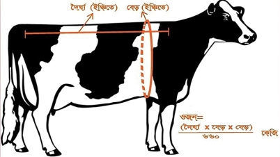 পশুর ওজন নির্ণয় করবেন যেভাবে