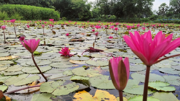 লাল-শাপলার-গ্রাম-নীলের-পাড়া