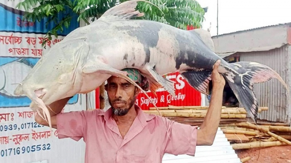 জেলের-জালে-৩৮-কেজির-বাঘাইড়-বিক্রি-হলো-অর্ধলাখে