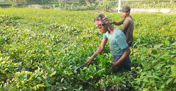 পঞ্চগড়ে-শিগগিরই-চালু-হচ্ছে-বহুল-কাঙ্ক্ষিত-তৃতীয়-চা-নিলাম-কেন্দ্র