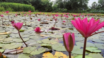 লাল শাপলার গ্রাম নীলের পাড়া