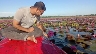 চেচুয়া বিলে লাল শাপলার হাতছানি 