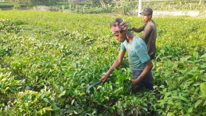 পঞ্চগড়ে শিগগিরই চালু হচ্ছে বহুল কাঙ্ক্ষিত তৃতীয় চা নিলাম কেন্দ্র