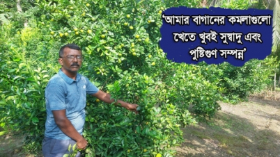 কমলা চাষে আশুতোষের বাজিমাত