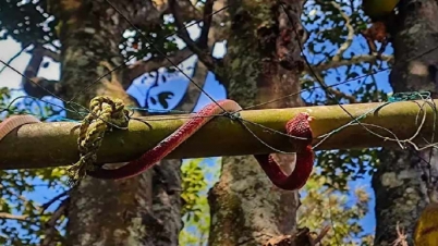 হনুমানের অত্যাচার থেকে বাঁচতে সাপ এনে থানা সামলাচ্ছে পুলিশ!