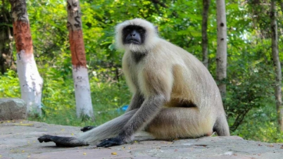 চিতাবাঘের খোঁজে বসানো ক্যামেরা নিয়ে গেলো হনুমান!