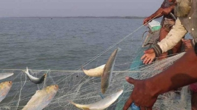 ৭ অক্টোবর থেকে ইলিশ ধরা ও বেচাকেনা নিষিদ্ধ