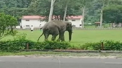 খেলার মাঠে ঢুকে সেনাদের সঙ্গে ফুটবল খেলল বন্য হাতি (ভিডিও) 