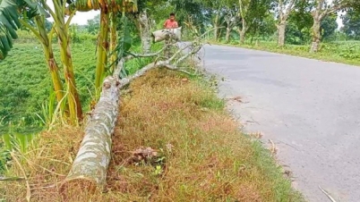 সড়কে গাছ ফেলে ৩ ঘণ্টাব্যাপী ডাকাতি