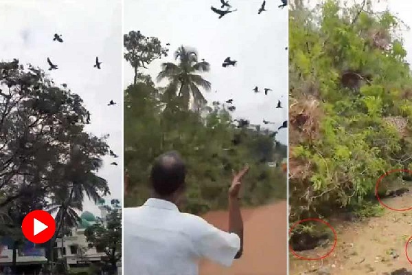 এক্সেভেটরে-উপড়ানো-হলো-গাছ-বাসা-হারালো-পাখিরা