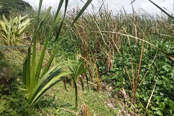 ঐতিহ্যবাহী-হোগল-বন-ও-হোগলা-শিল্প