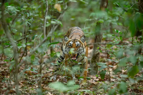 বাঘের-পেটে-৮-জন-দেখা-মাত্র-গুলির-নির্দেশ