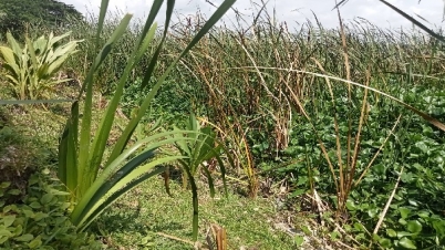 ঐতিহ্যবাহী হোগল বন ও হোগলা শিল্প