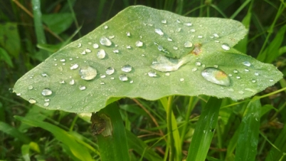 শিশিরভেজা ঘাসে শীতের উঁকি