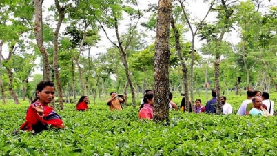 পর্যটকের আনাগোনায় প্রাণ ফিরেছে শ্রীমঙ্গলে