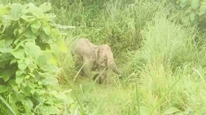 চকরিয়ায় হাতির মৃত্যু, ময়নাতদন্ত শেষে মাটিচাপা