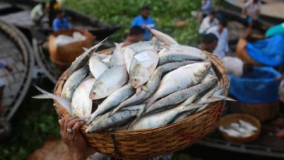 শুক্রবার থেকে ২২ দিন ইলিশ আহরণ বন্ধ