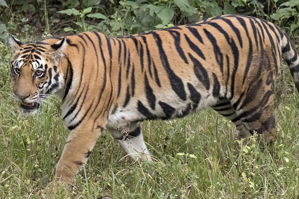 ১৩-জনকে-মেরে-অবশেষে-ধরা-পড়ল-মানুষখেকো-বাঘ